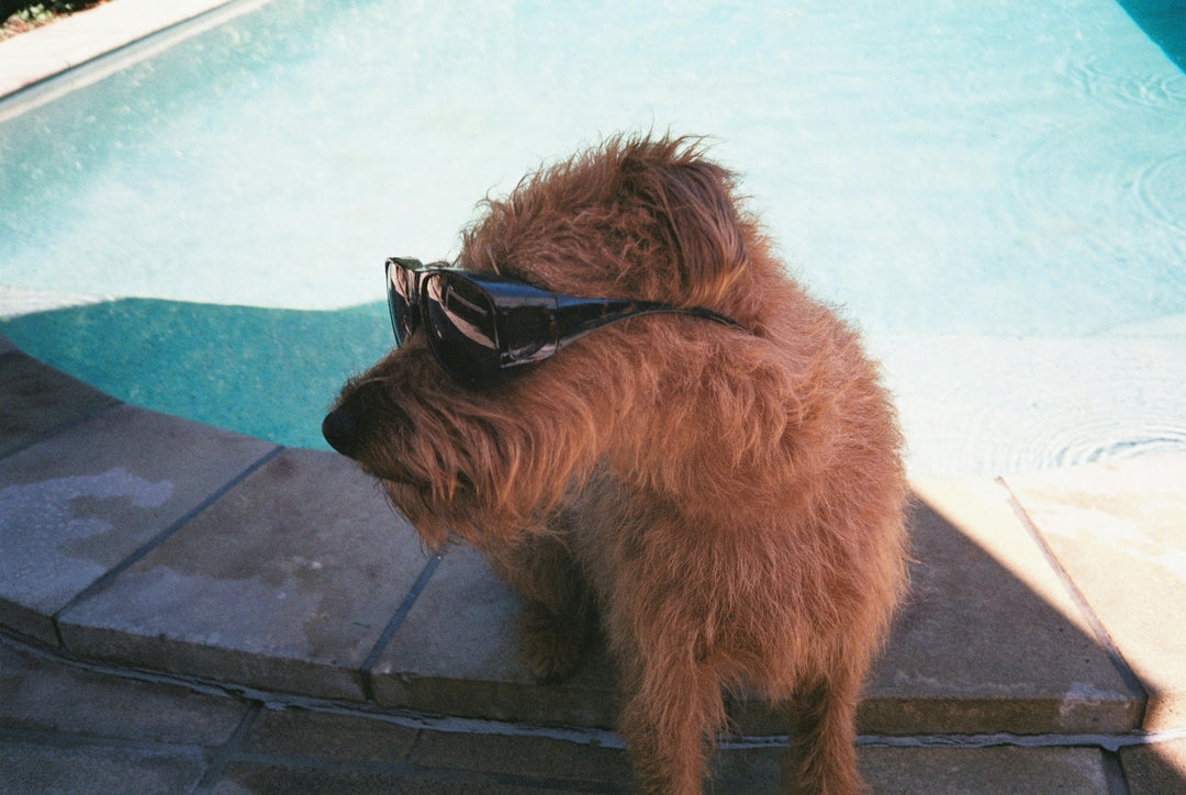 Keeping Your Pet Cool This Summer